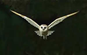 Hunting Prints: Barn Owl Tyto alba flying at night North Norfolk November