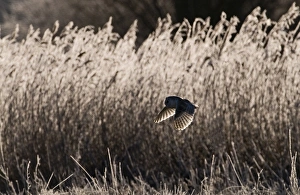 Barn Owl Tyto alba on frosty morning North Norfolk