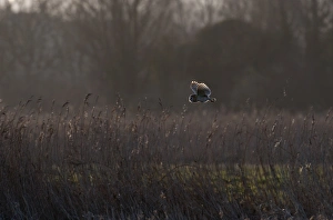 Barn Owl Tyto alba hunting at Burnham Norton Norfolk winter