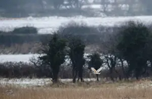 Images Dated 21st February 2010: Barn Owl Tyto alba hunting at Burnham Norton Norfolk winter