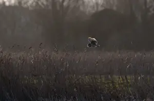 Barn Owl Tyto alba hunting at Burnham Norton Norfolk winter