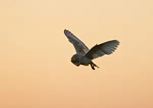 Hunting Prints: Barn Owl Tyto alba hunting at dusk North Norfolk summer