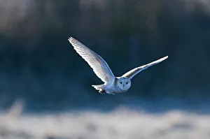 Barn Owl Tyto alba hunting over frosty meadow Norfolk January Barn Owl Tyto alba hunting over frosty meadow Norfolk January