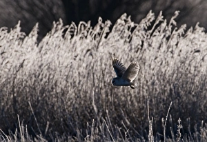 Barn Owl Tyto alba hunting over frosty meadow Norfolk January