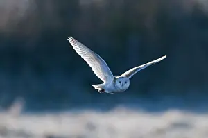 Barn Owl Tyto alba hunting over frosty meadow Norfolk January