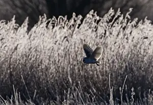 Barn Owl Tyto alba hunting over frosty meadow Norfolk January