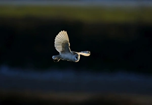 Barn Owl Tyto alba hunting over grazing marsh North Norfolk winter Barn Owl Tyto alba hunting over grazing marsh North Norfolk winter