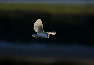 Hunting Prints: Barn Owl Tyto alba hunting over grazing marsh North Norfolk winter