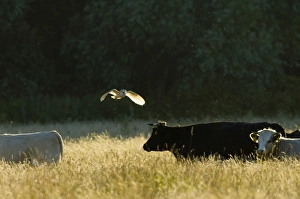 Barn Owl, Tyto alba, hunting over grazing marshes, Cley North Norfolk, summer