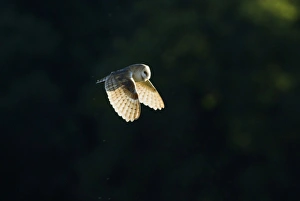 Barn Owl Tyto alba hunting over grazing marshes on a summers evening Cley North Norfolk