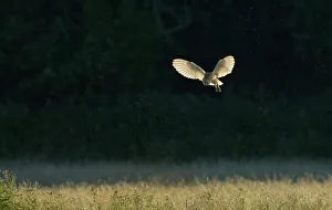 Barn Owl, Tyto alba, hunting over grazing marshes, Cley North Norfolk, summer Barn Owl, Tyto alba, hunting over grazing marshes, Cley North Norfolk, summer