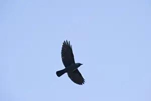 Crow Prints: Barn Owl Tyto alba hunting over grazing marshes Cley North Norfolk summer