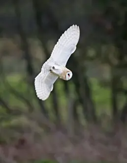 Wild Prints: Barn Owl Tyto alba hunting over meadow North Norfolk winter