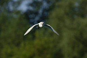 : Barn Owl Tyto alba hunting Norfolk summer