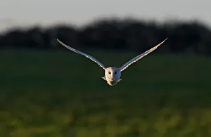 Barn Owl Tyto alba hunting North Norfolk December