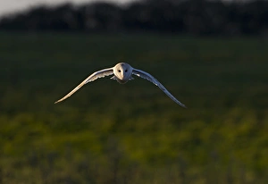 Barn Owl Tyto alba hunting North Norfolk December