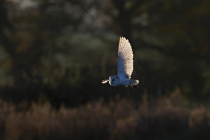 Barn Owl Tyto alba hunting North Norfolk December