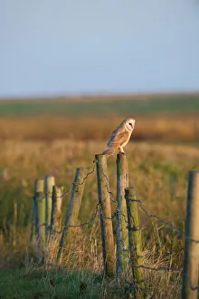 Barn Owl tyto alba hunting North Norfolk January