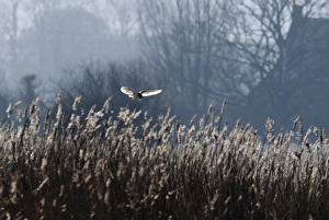 Barn Owl tyto alba hunting North Norfolk January
