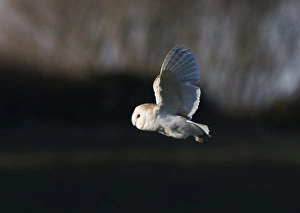 Barn Owl tyto alba hunting North Norfolk January