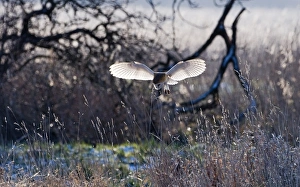 Barn Owl tyto alba hunting North Norfolk January