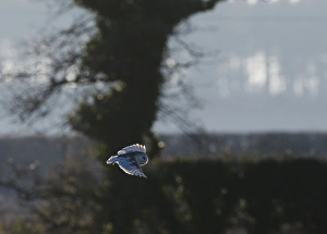 Barn Owl tyto alba hunting North Norfolk January
