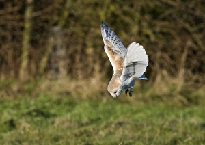 Barn Owl tyto alba hunting North Norfolk January