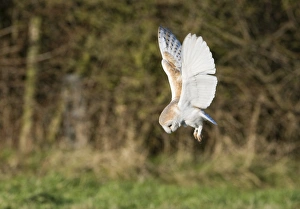 Barn Owl tyto alba hunting North Norfolk January