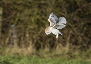 Barn Owl tyto alba hunting North Norfolk January