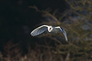Barn Owl tyto alba hunting North Norfolk January