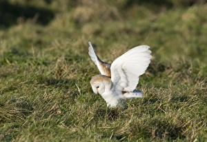 Barn Owl tyto alba hunting North Norfolk January