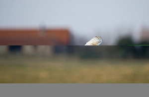 Barn Owl tyto alba hunting North Norfolk January