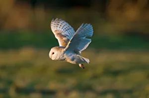Barn Owl tyto alba hunting North Norfolk January