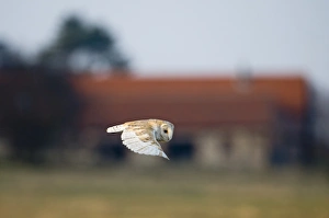 Barn Owl tyto alba hunting North Norfolk January
