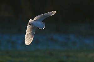 Barn Owl tyto alba hunting North Norfolk January