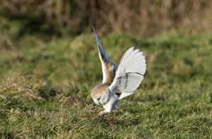 Barn Owl tyto alba hunting North Norfolk January