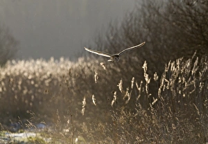 Barn Owl tyto alba hunting North Norfolk January