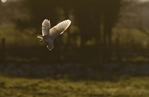 Barn Owl tyto alba hunting North Norfolk January