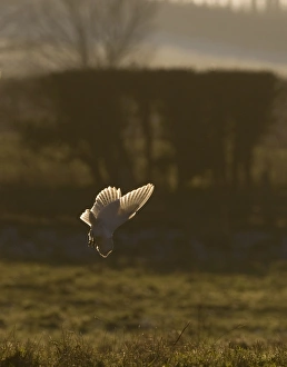Barn Owl tyto alba hunting North Norfolk January