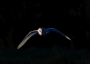 Barn Owl tyto alba hunting North Norfolk January