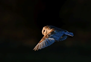 Barn Owl tyto alba hunting North Norfolk January