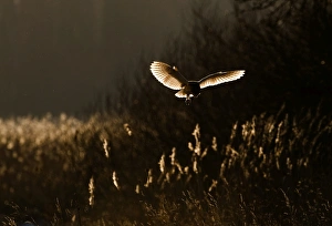 Barn Owl tyto alba hunting North Norfolk January