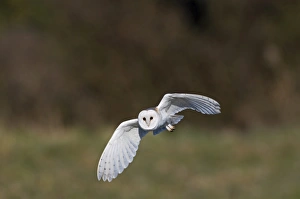 Barn Owl Tyto alba hunting North Norfolk March