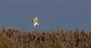 Barn Owl Tyto alba hunting over reedbed Cley Norfolk winter
