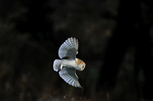 Norfolk Prints: Barn Owl Tyto alba huting over meadow Norfolk winter