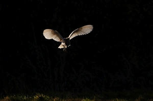 Barn Owl Tyto alba Norfolk late winter