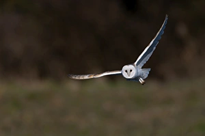 Hunting Prints: Barn Owl Tyto alba Norfolk late winter