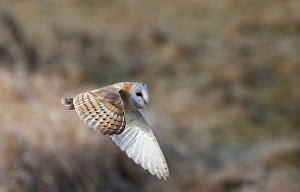 Barn Owl Tyto alba Norfolk winter