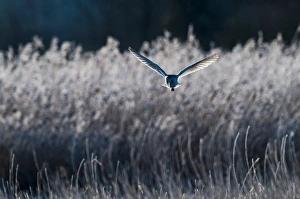 Barn Owl Tyto alba Norfolk winter