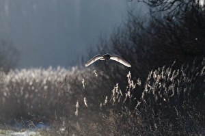 Barn Owl Tyto alba North Norfolk January